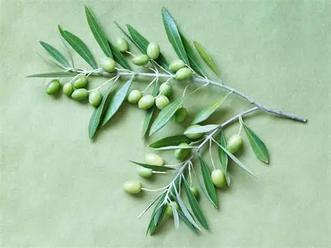 Olive Leaf